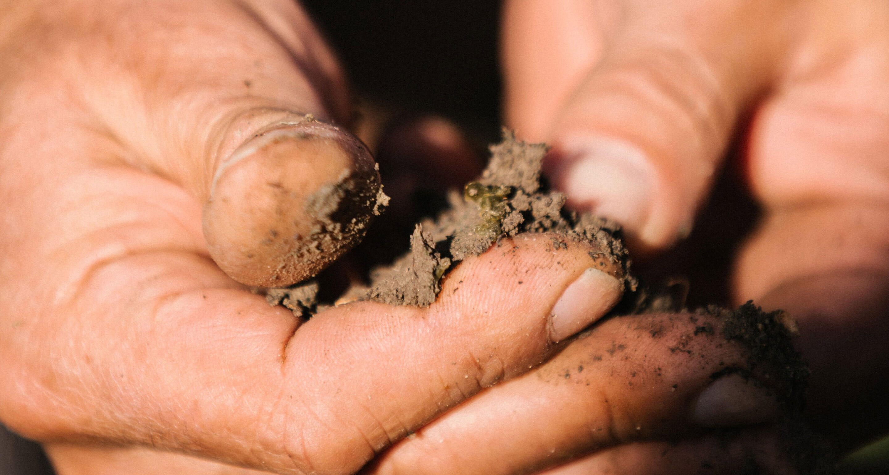 CULTIVATION