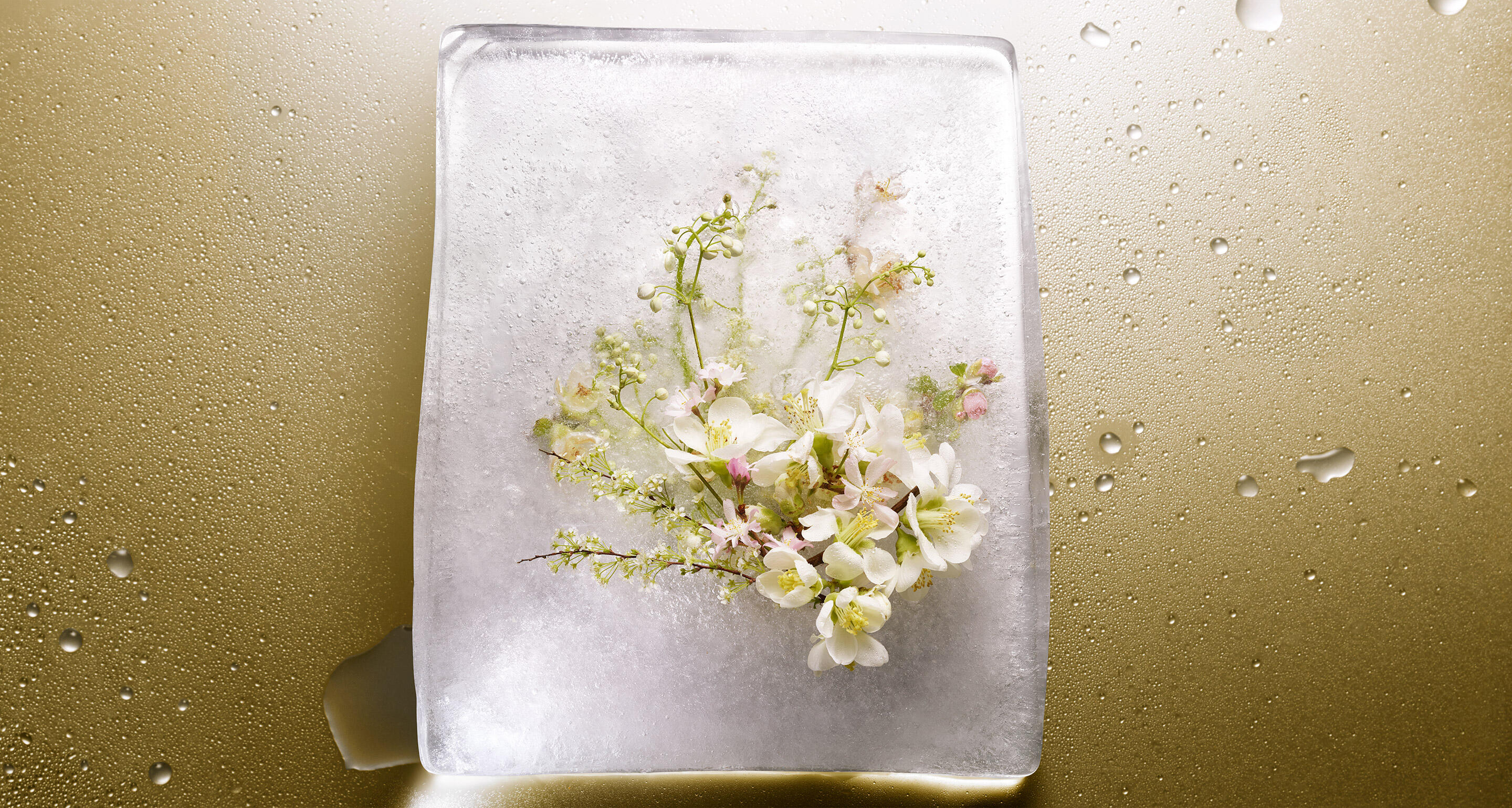 Palate of Hennessy Pure White