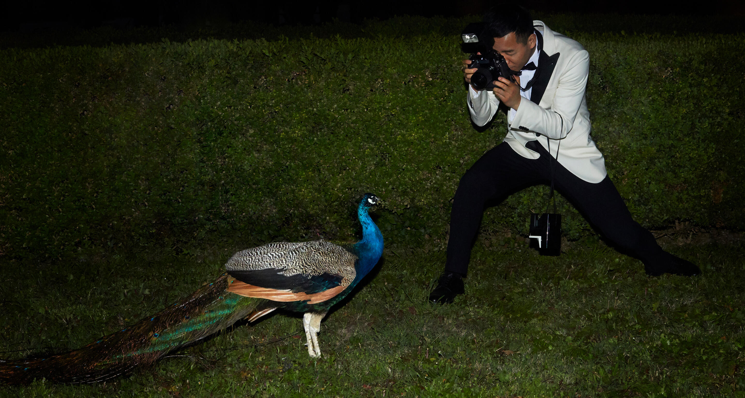 VSOP Paolo Sorrentino characters focus peacock