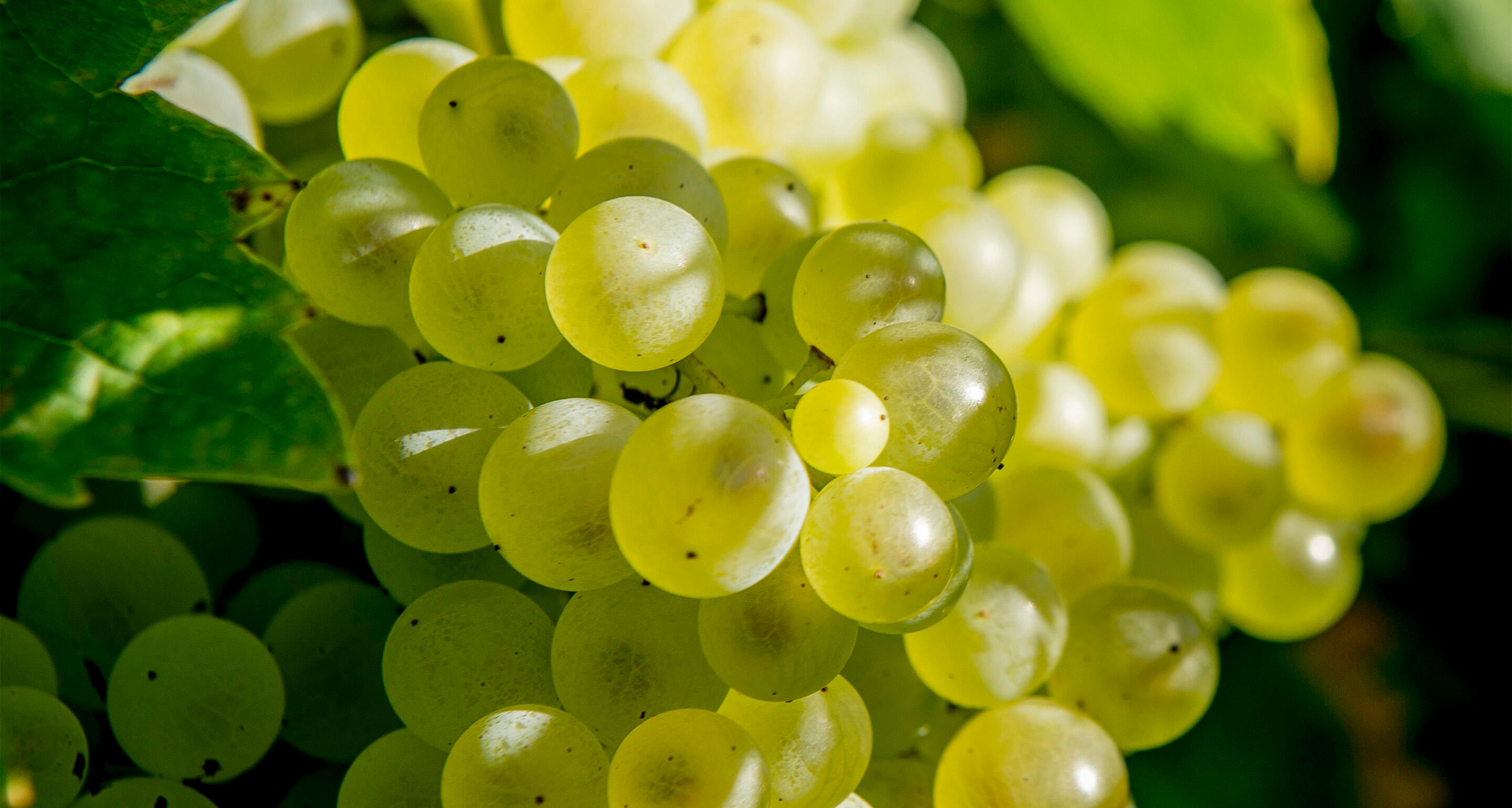  hennessy-christophe-mariot-corporate-viticulture-ete-septembre-2020-005-evin1.jpg 